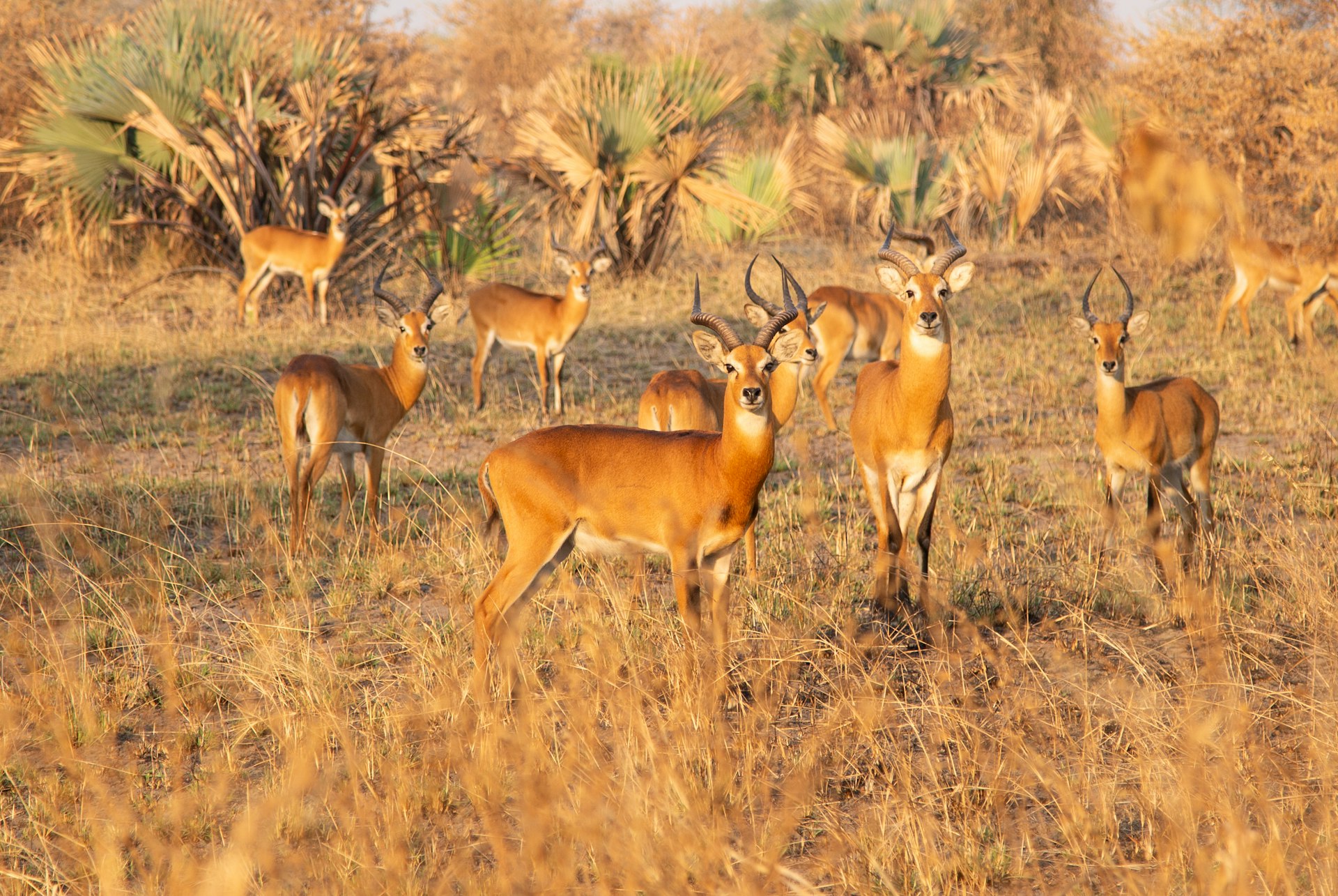 group of antelopes on field during daytime